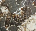 Polished Ammonite (Promicroceras) Cluster - England #63829-1